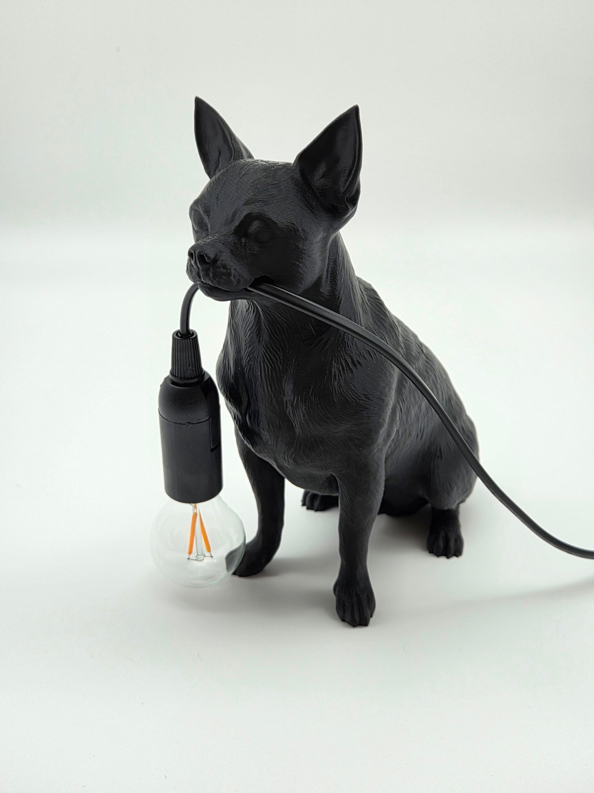 Bruno - Chihuahua/Dvärgpinscher