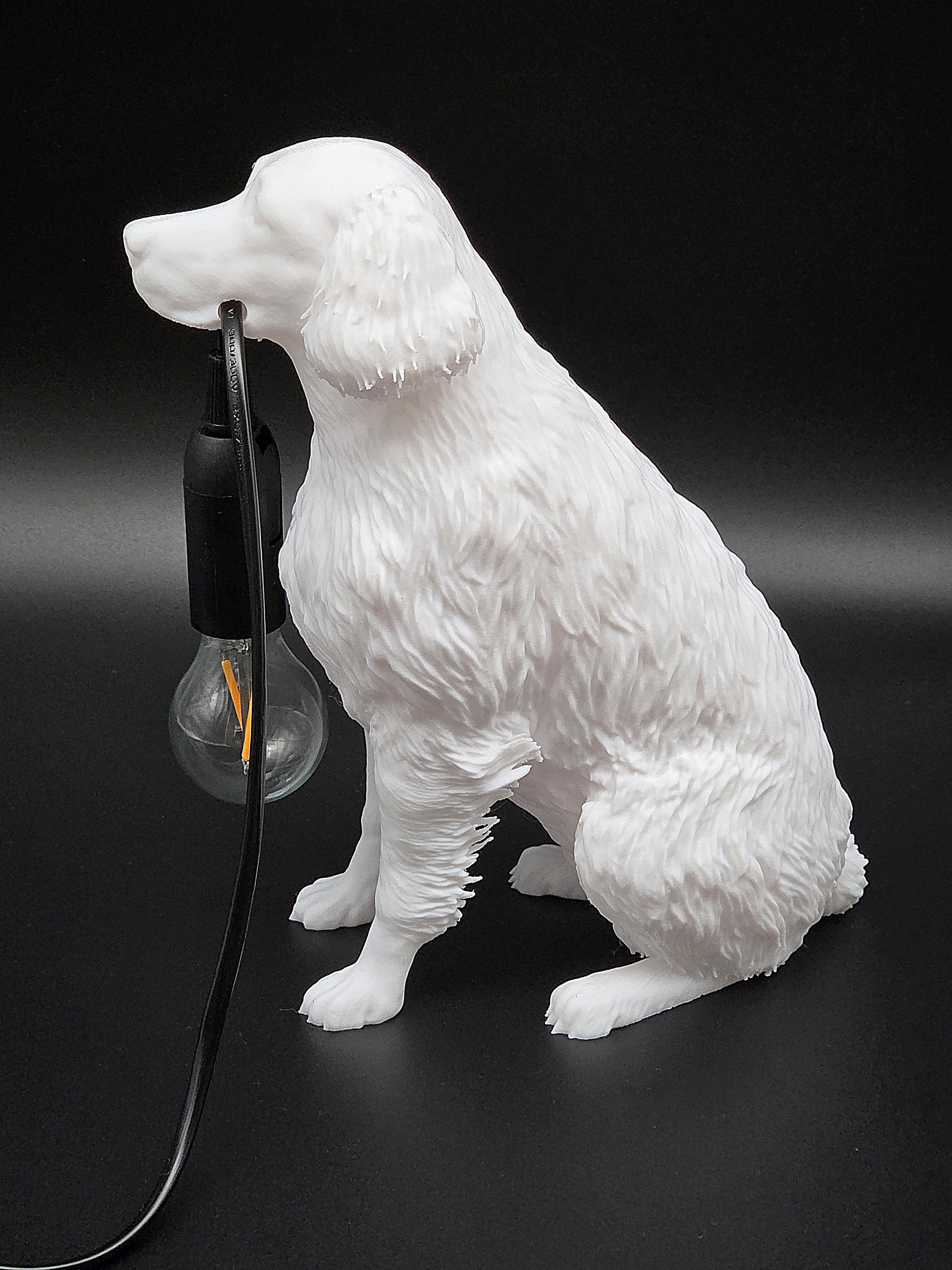 Lassie Vit - Flatcoated Retriever