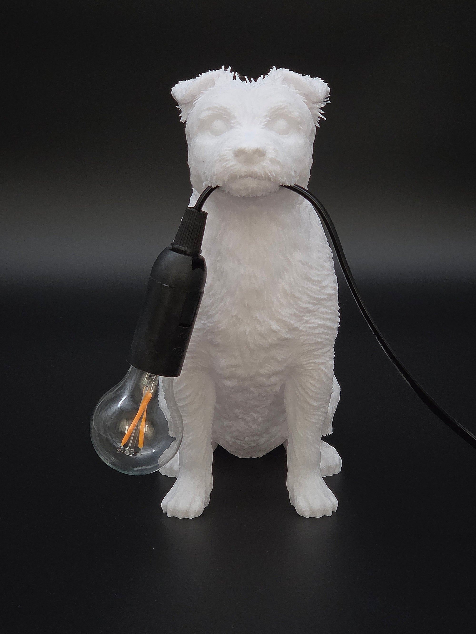 Xavier Vit - Jack Russell Terrier