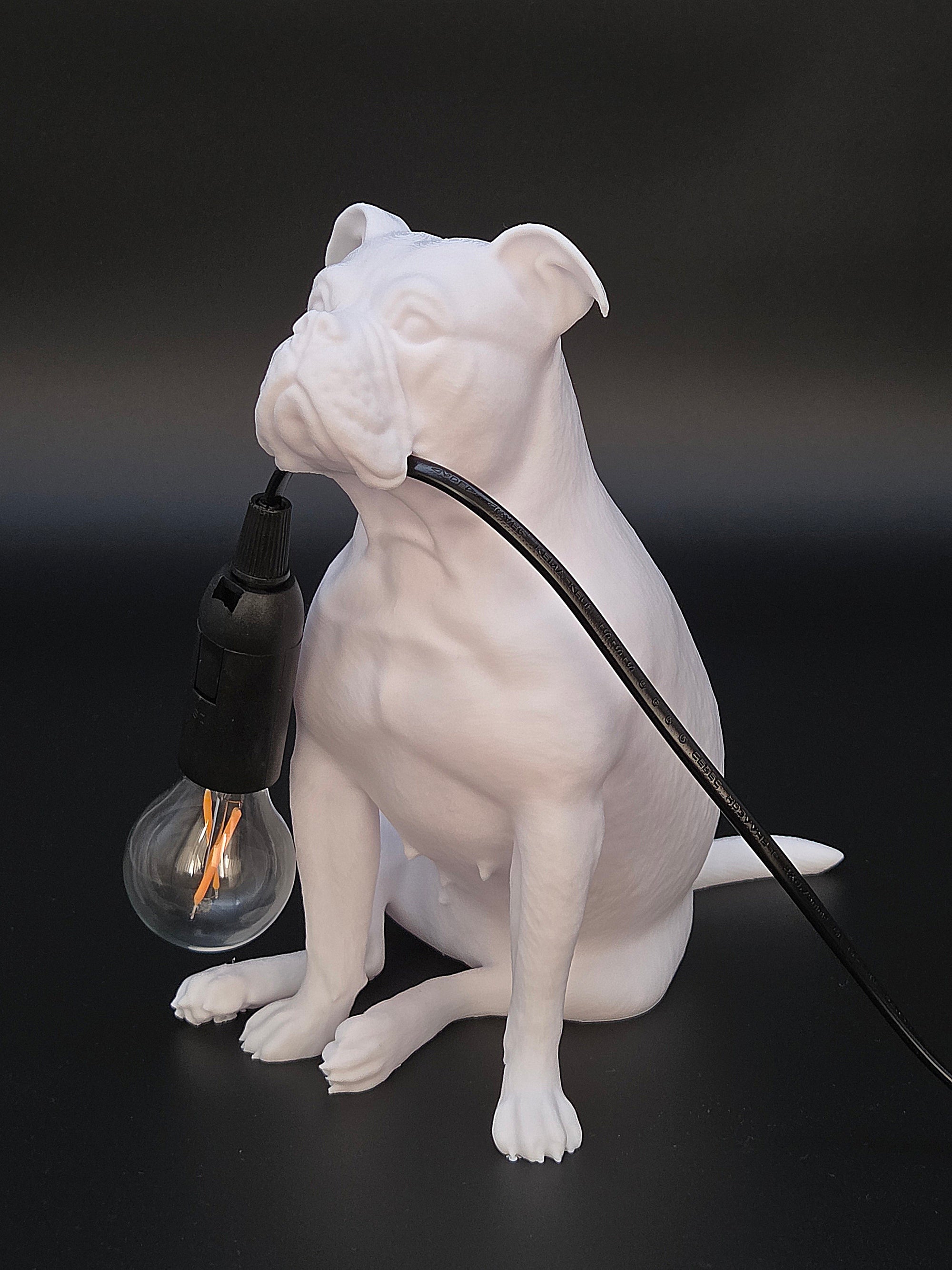Molly Vit - Engelsk Bulldogg