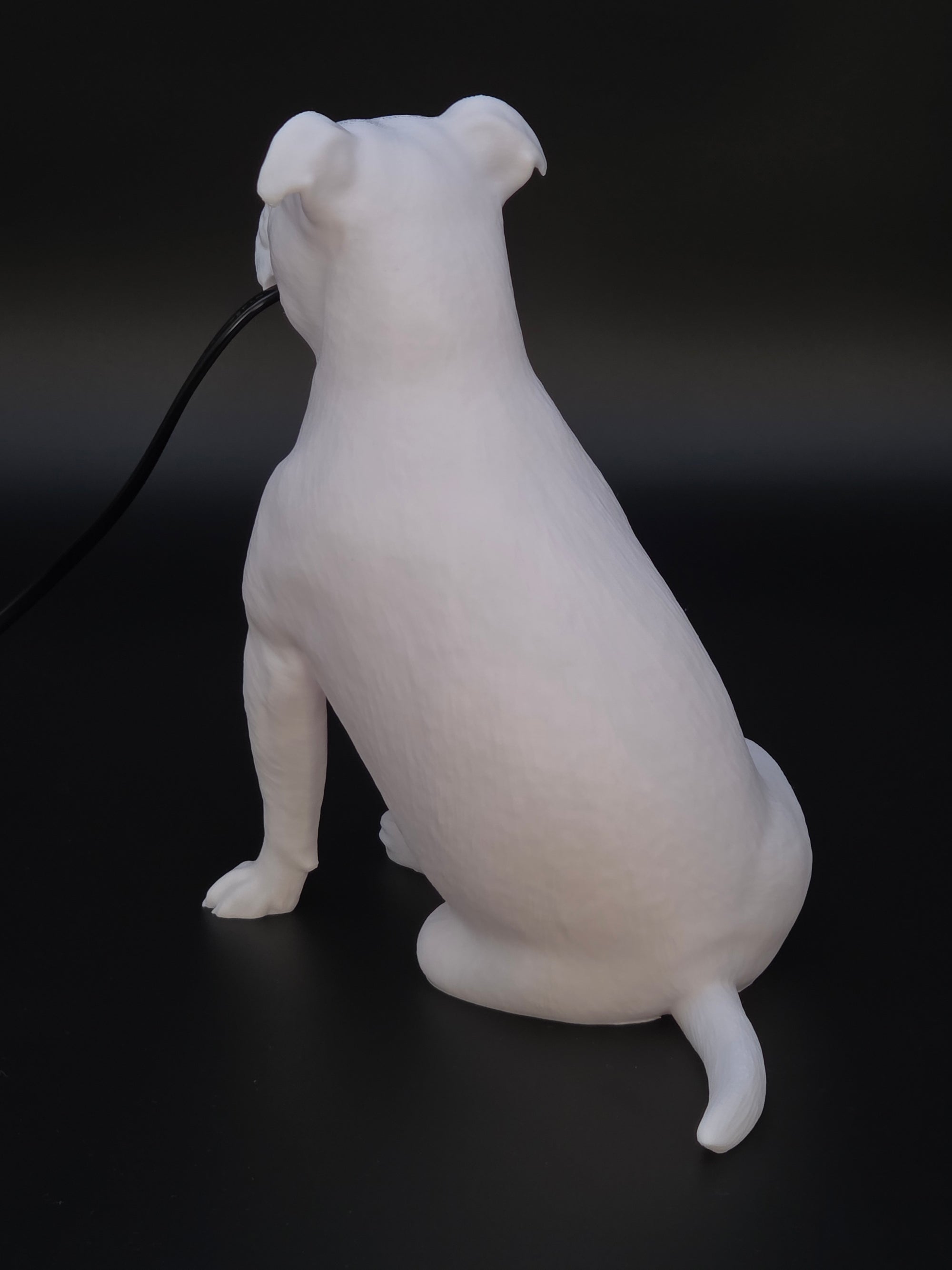 Molly Vit - Engelsk Bulldogg