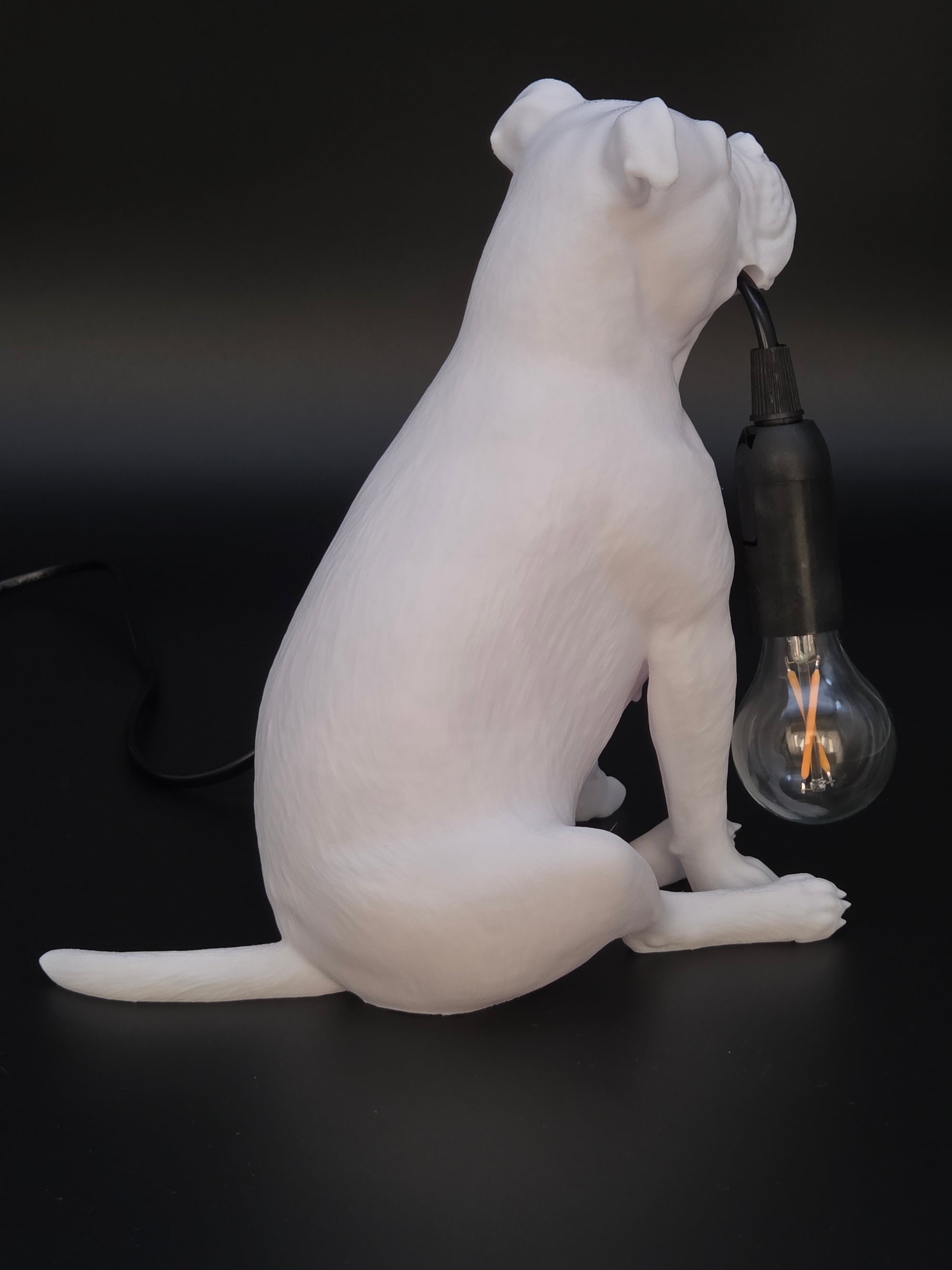 Molly Vit - Engelsk Bulldogg
