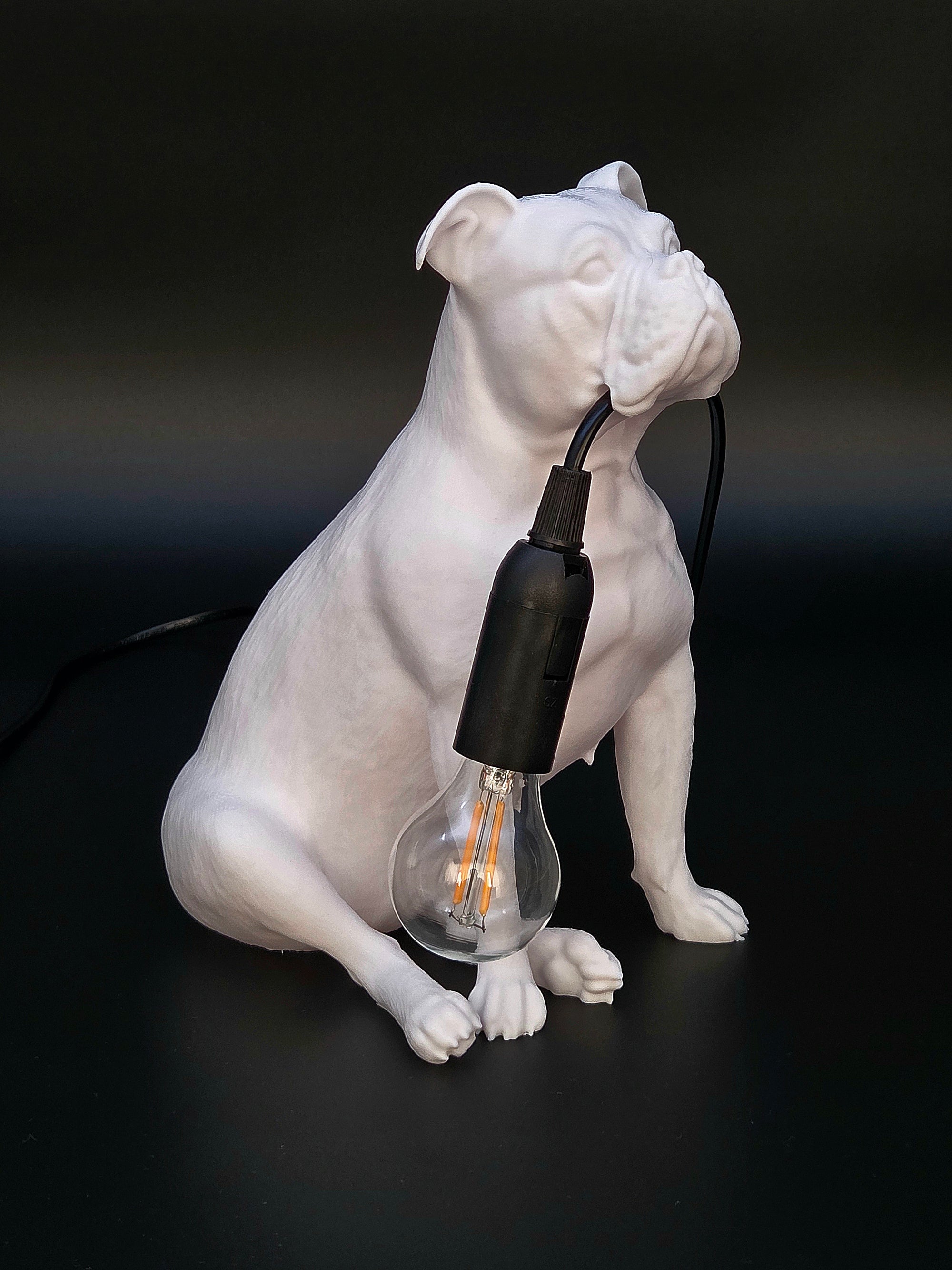 Molly Vit - Engelsk Bulldogg