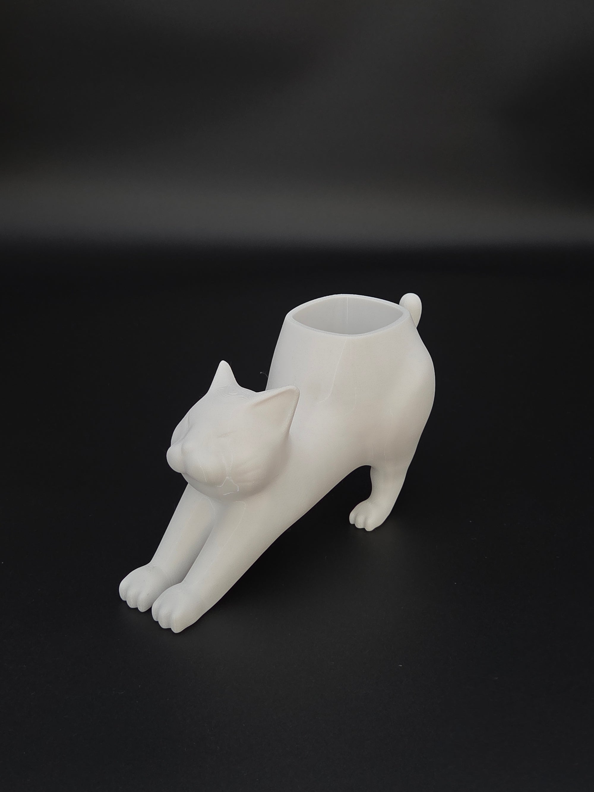 Gato - Katt
