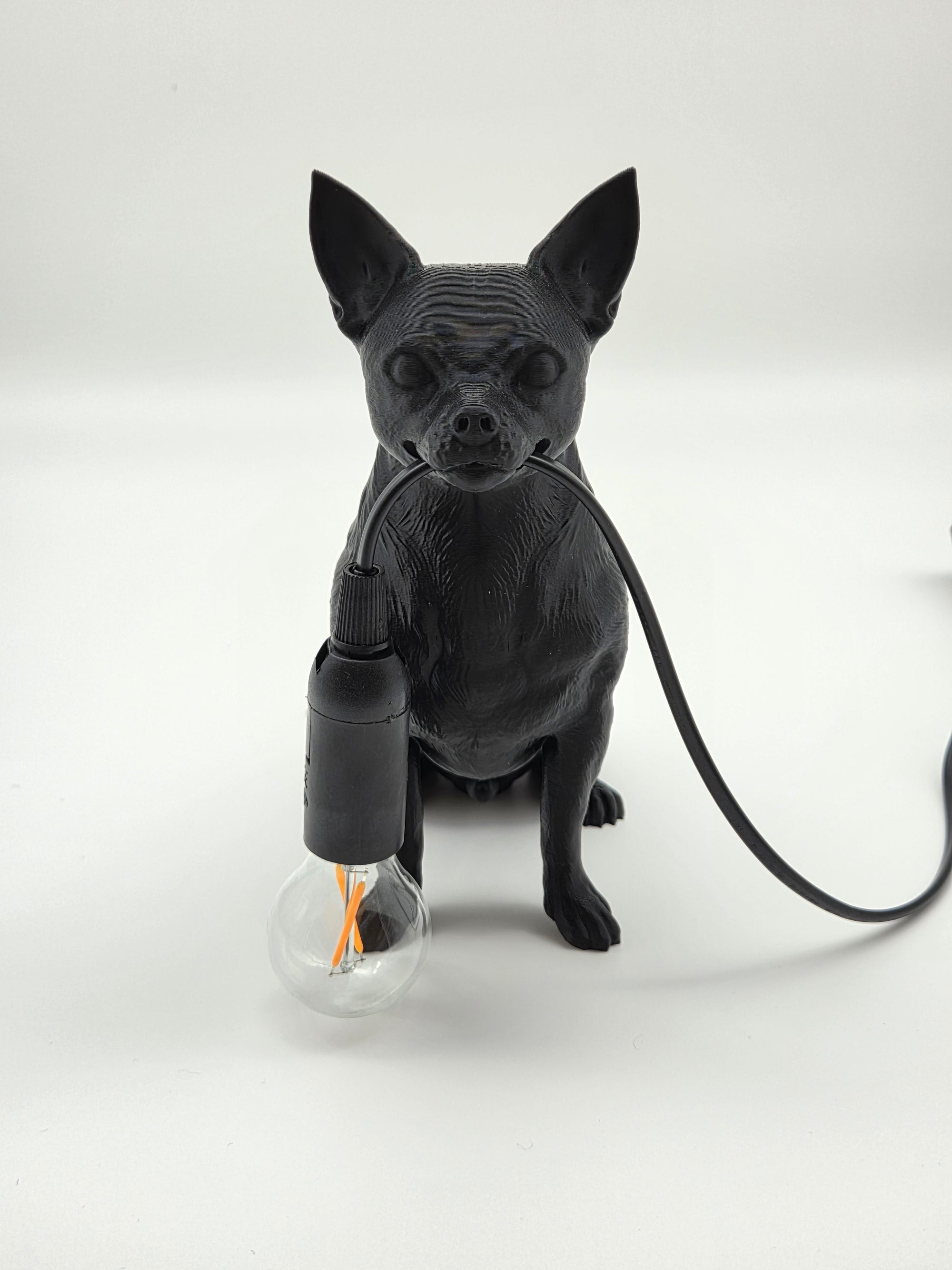 Bruno - Chihuahua/Dvärgpinscher