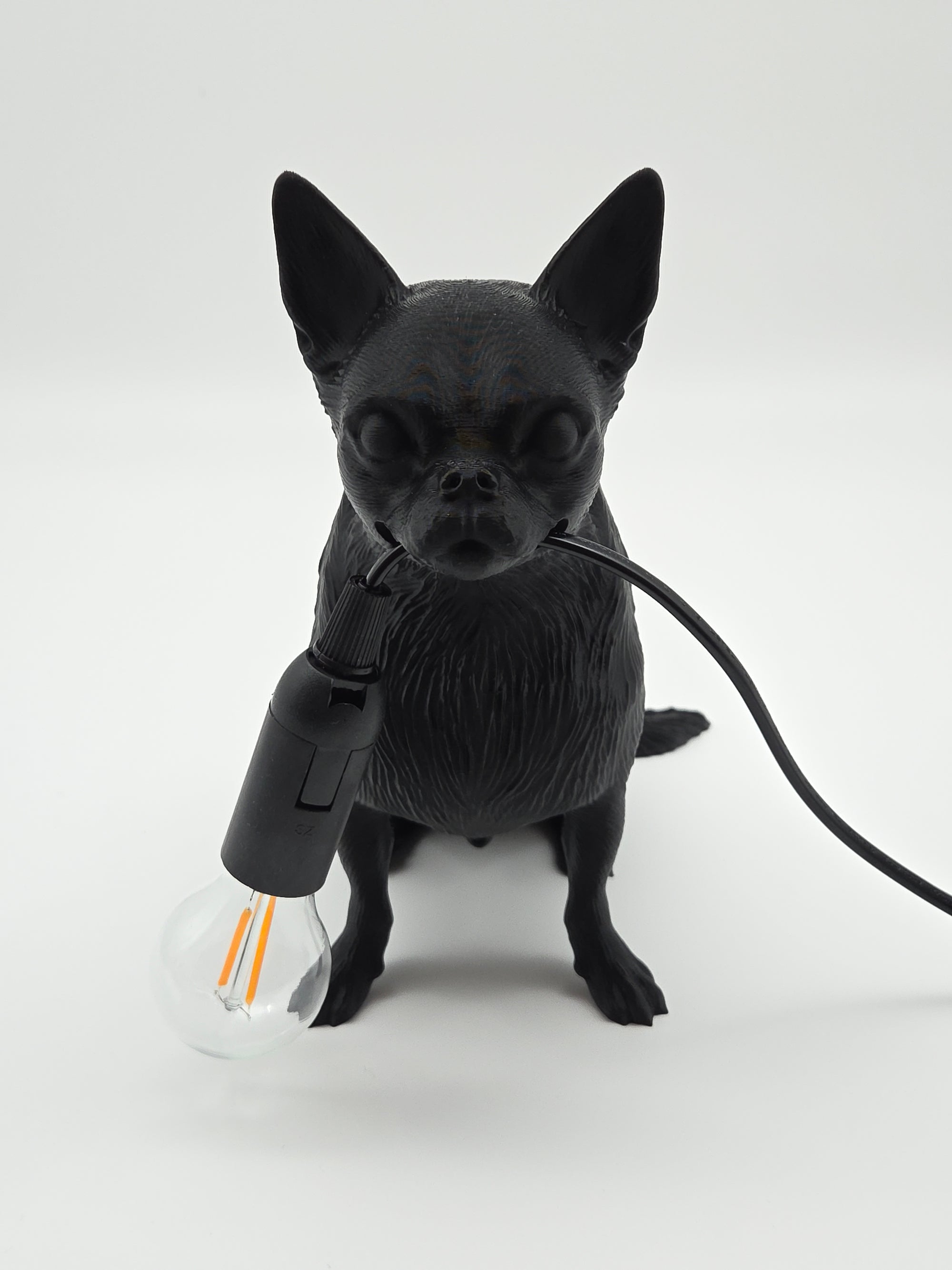 Gino - Chihuahua