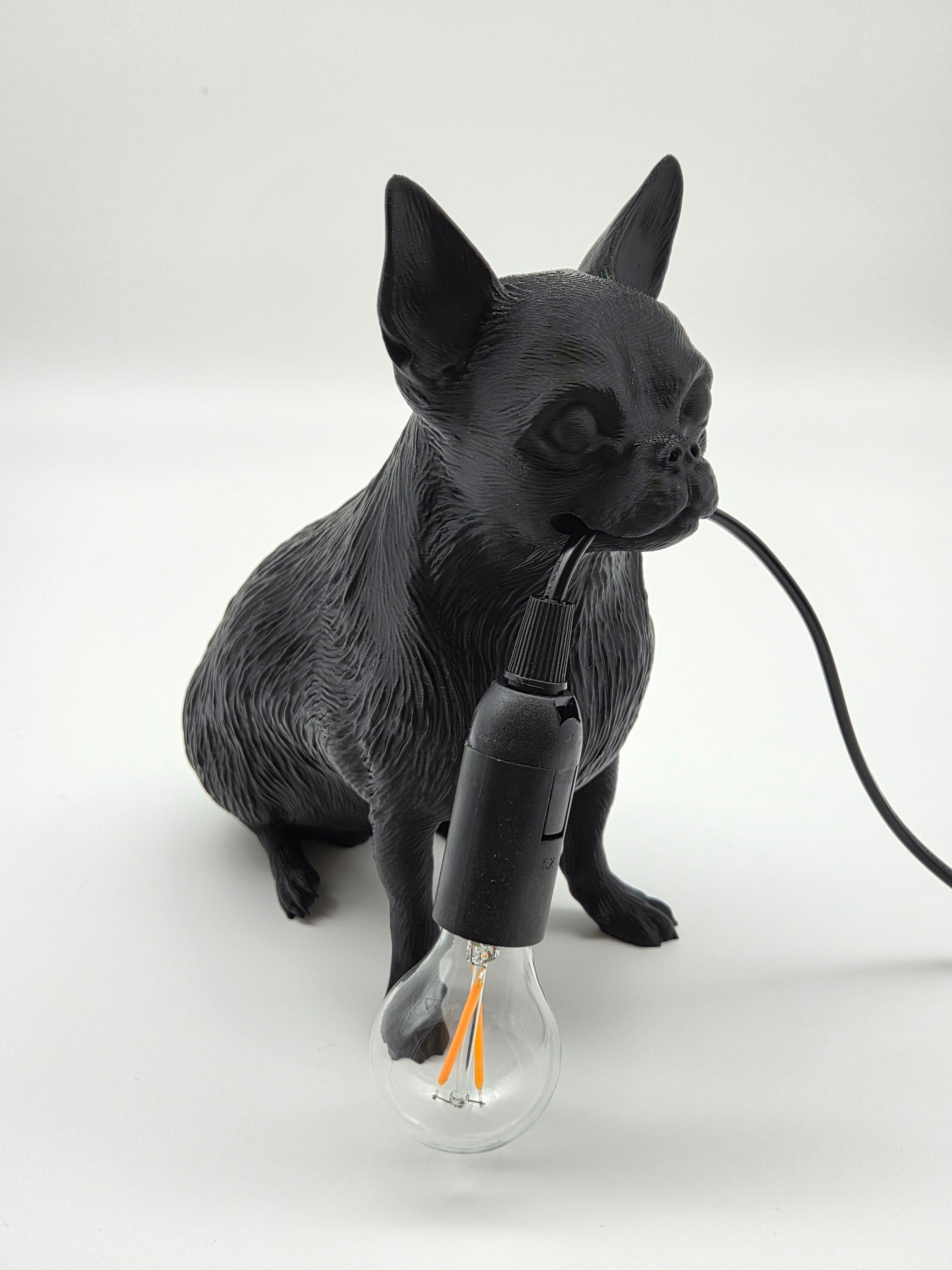 Gino - Chihuahua