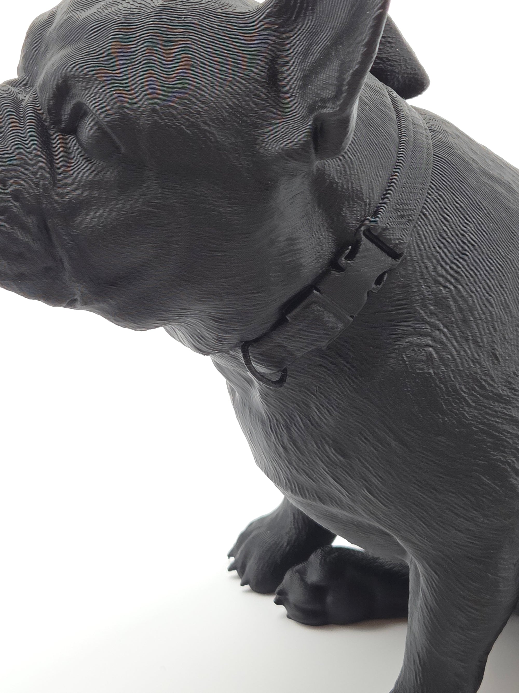Rosie - Fransk Bulldogg