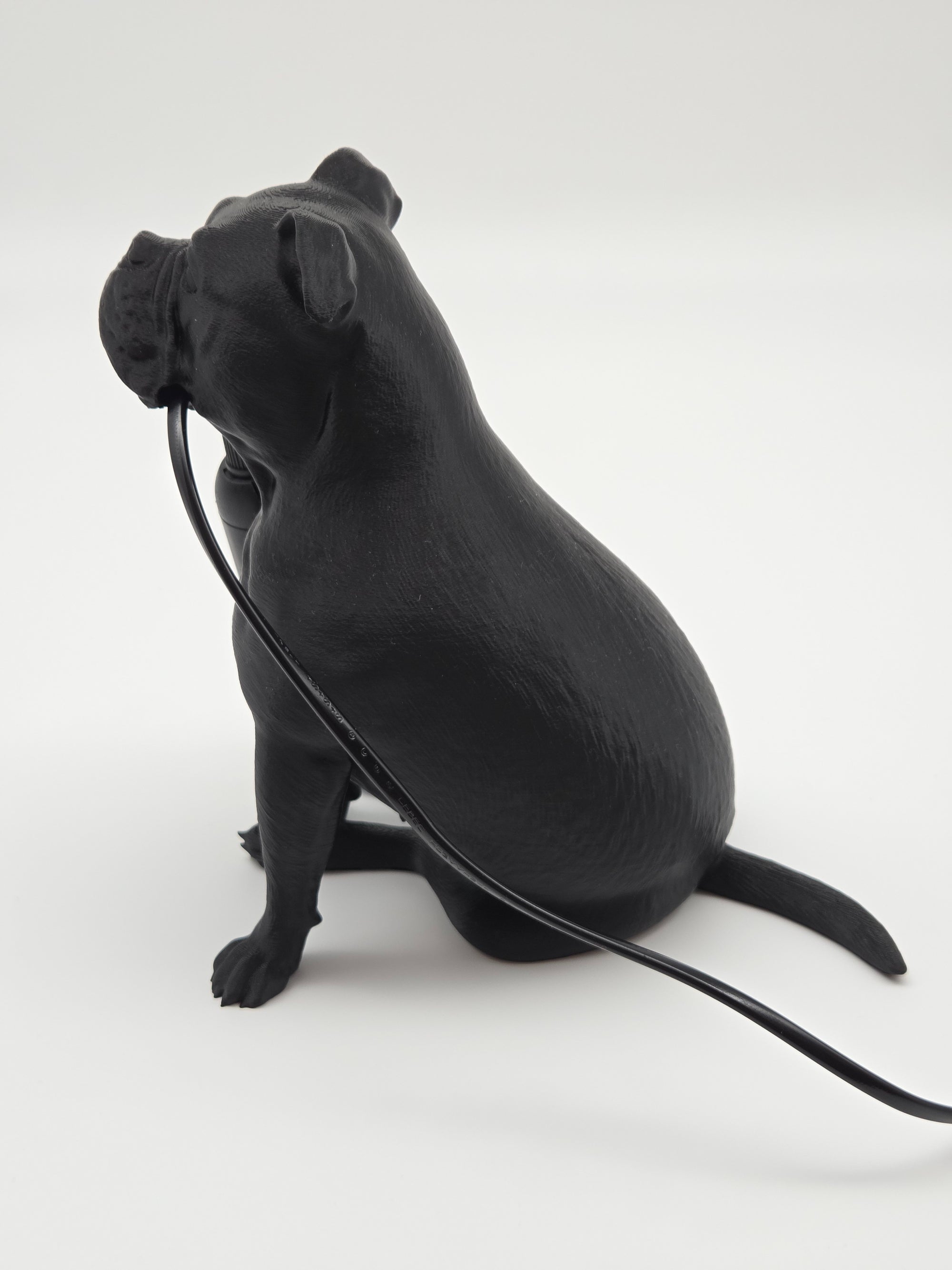 Molly - Engelsk Bulldogg