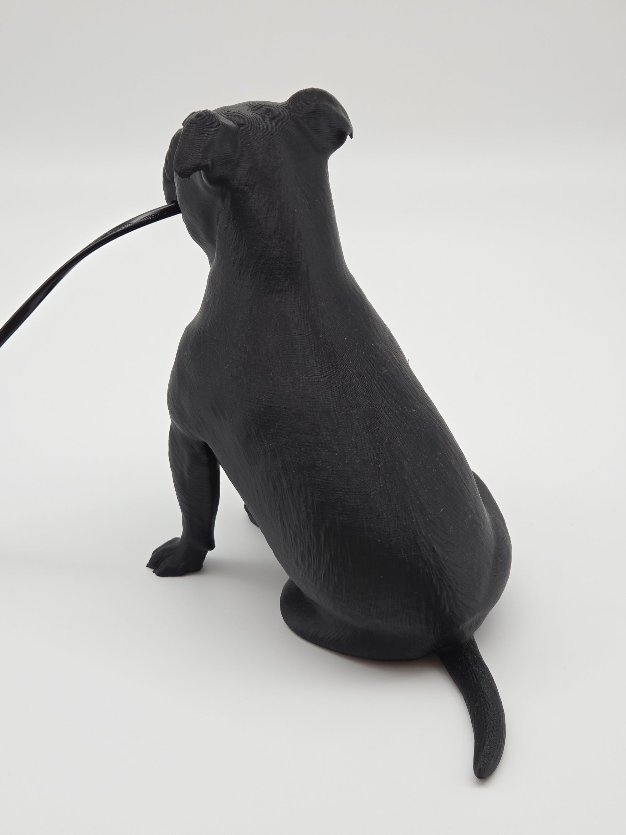 Molly - Engelsk Bulldogg